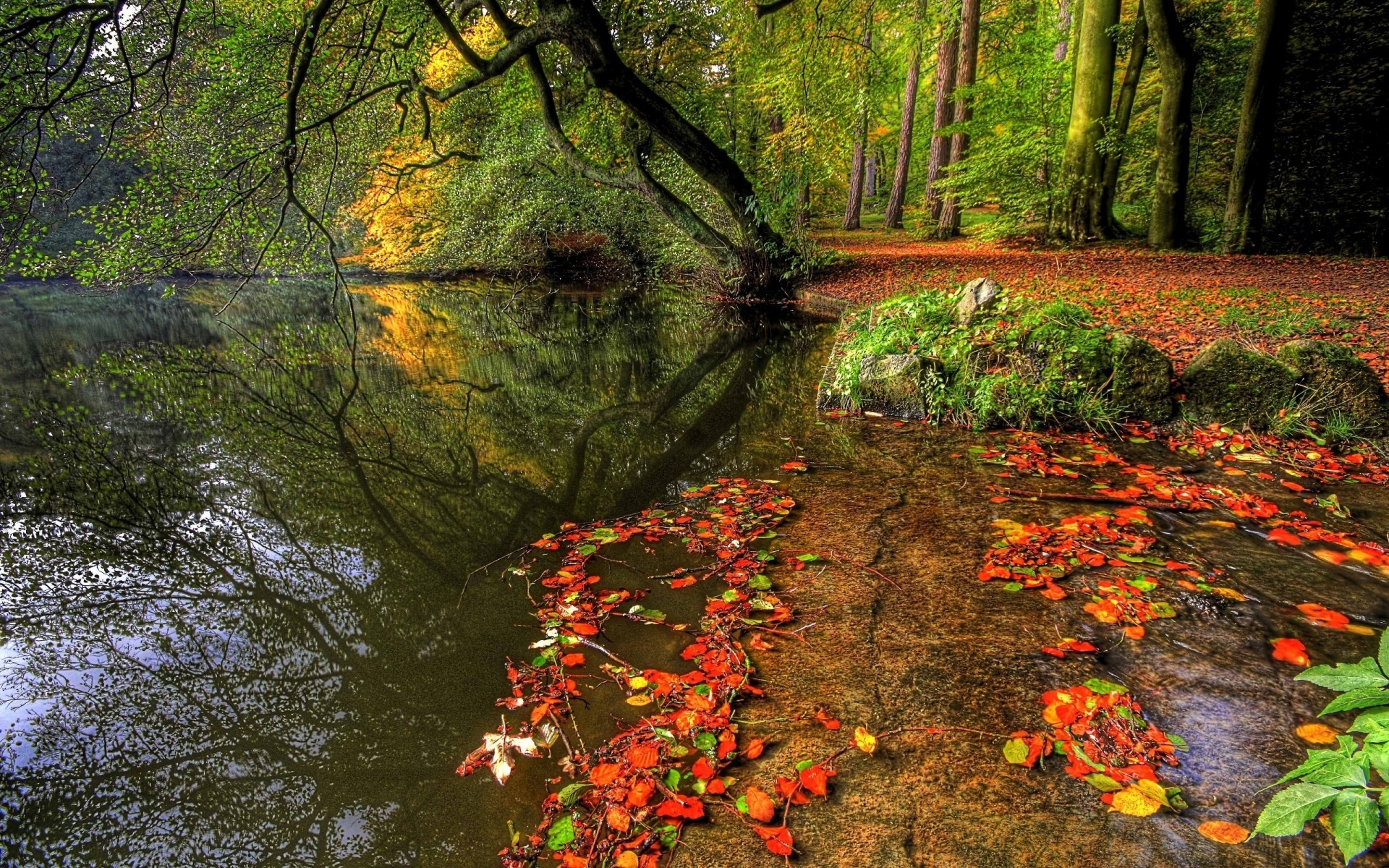 paysage automne feuille bois arbre nature érable paysage parc luxuriante eau à l extérieur saison environnement brouillard flux arbres lac couleurs