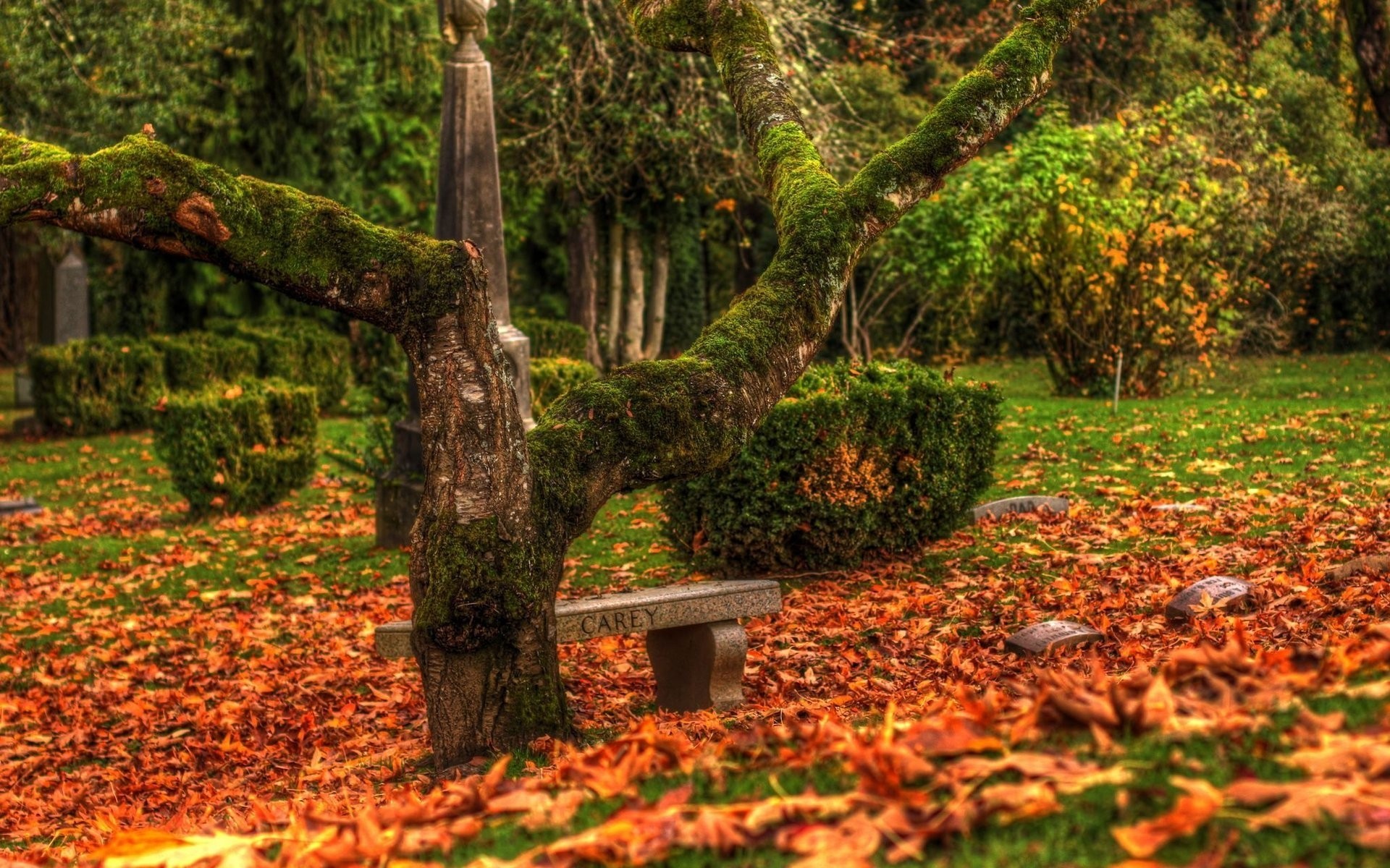 autumn fall leaf tree wood nature park maple season outdoors landscape lush scenic garden flora environment trees