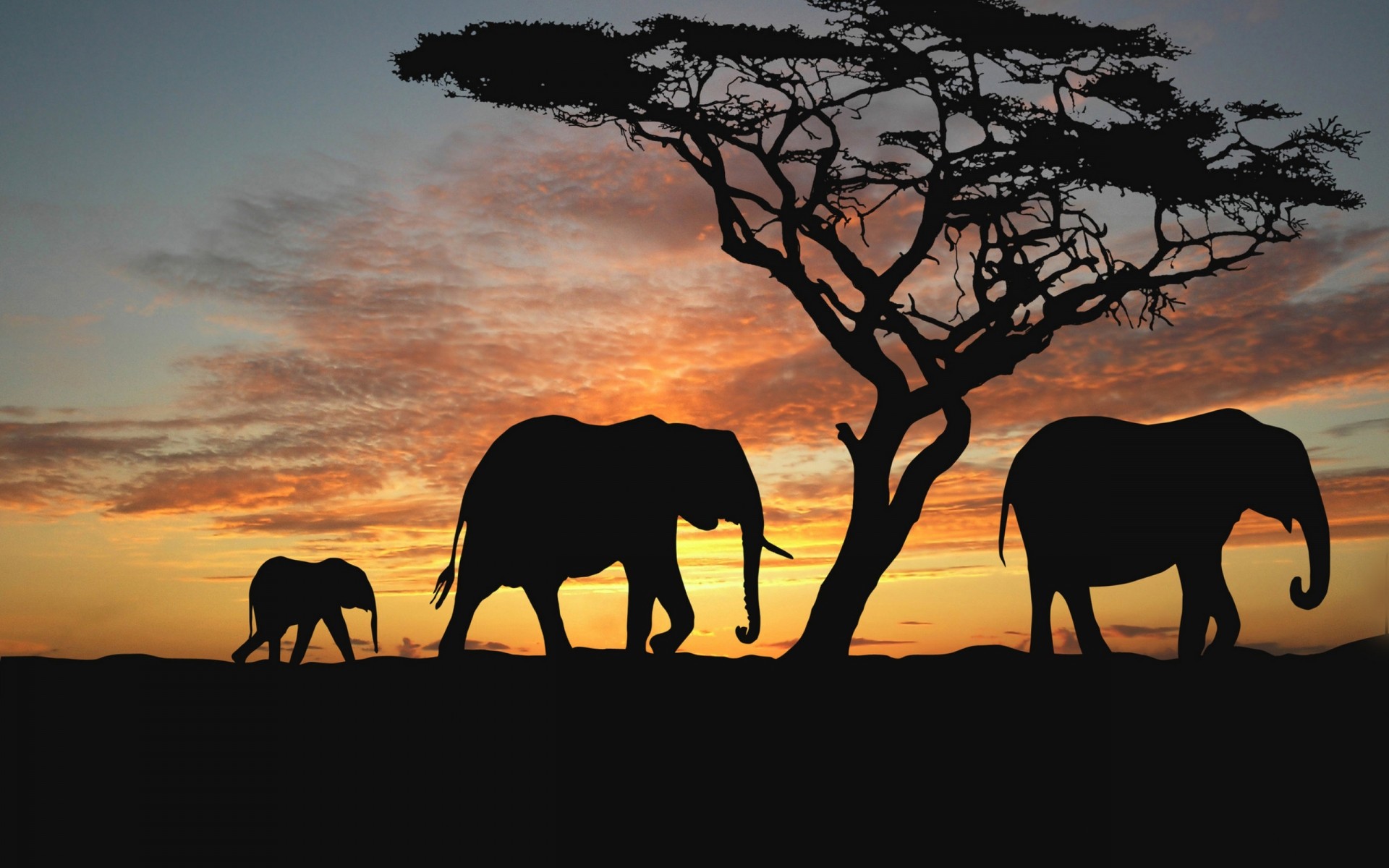 animaux coucher de soleil silhouette mammifère rétro-éclairé soir aube éléphant crépuscule arbre la faune à l extérieur ciel savane paysage cavalerie soleil voyage safari