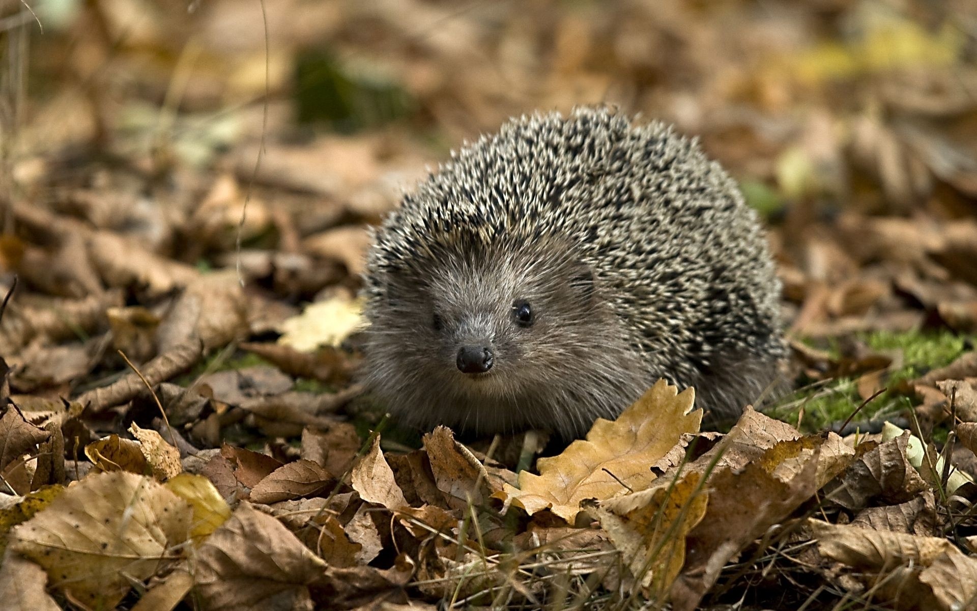 animali natura carino mammifero fauna selvatica all aperto tagliente poco riccio