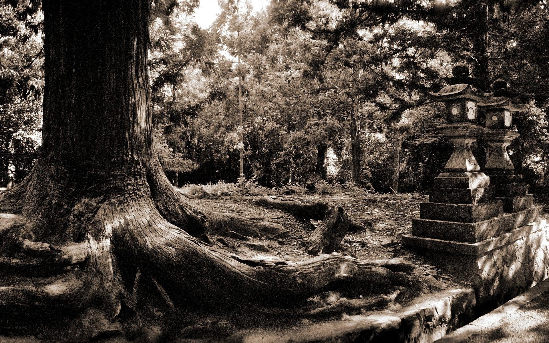 paisaje árbol madera naturaleza parque monocromo paisaje viejo blanco y negro viajes agua luz hoja al aire libre árboles foto