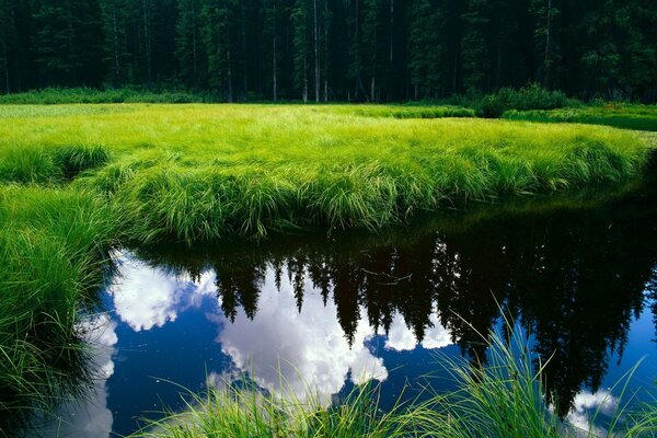 Eine saftige grüne Segge umrahmt die Spiegelfläche des Flusses