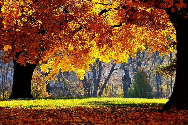 Helle Herbstbäume im Park