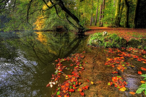 Herbstwald in hellen Blättern im Herbst