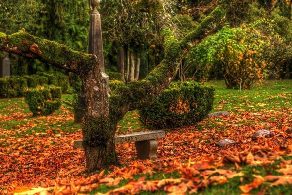 Sonbahar parkında yalnız bir skapeyka