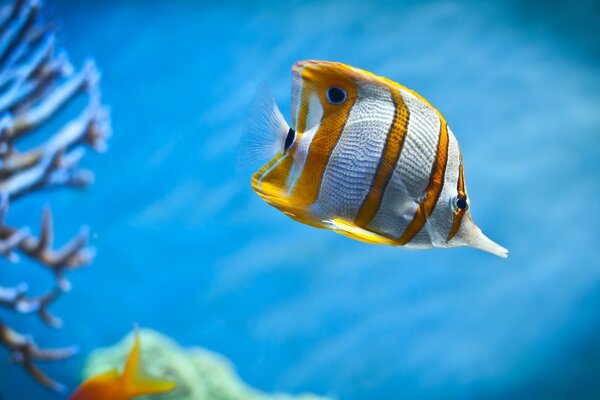 Meeresboden , Korallen und ein ungewöhnlicher Fisch, der im Ozean schwimmt