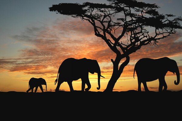 A family of elephants walks under the sunset