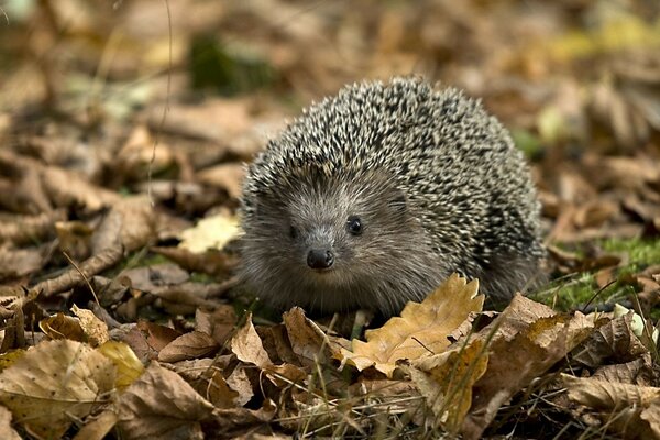 Kleiner Igel im Wald auf einem Blatt