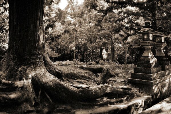 Paisaje del parque foto en blanco y negro