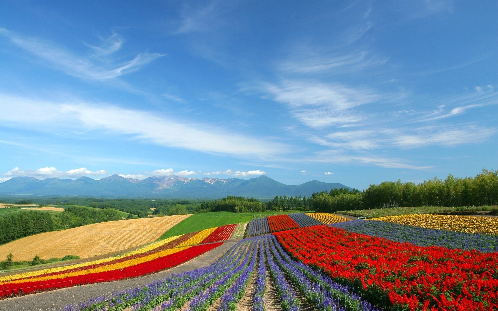 blumen landwirtschaft ländlichen feld landschaft landschaft bauernhof natur im freien himmel sommer wachstum gras bebautes land blume ackerland weide land heuhaufen hell hintergrund frühling