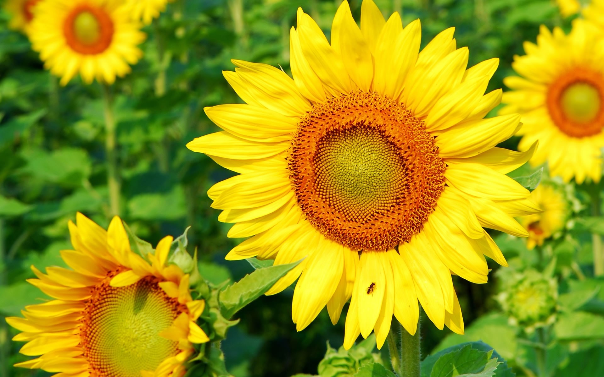 flowers nature summer flower flora leaf sunflower bright petal growth garden floral sun pollen vibrant fair weather field blooming beautiful color yellow background