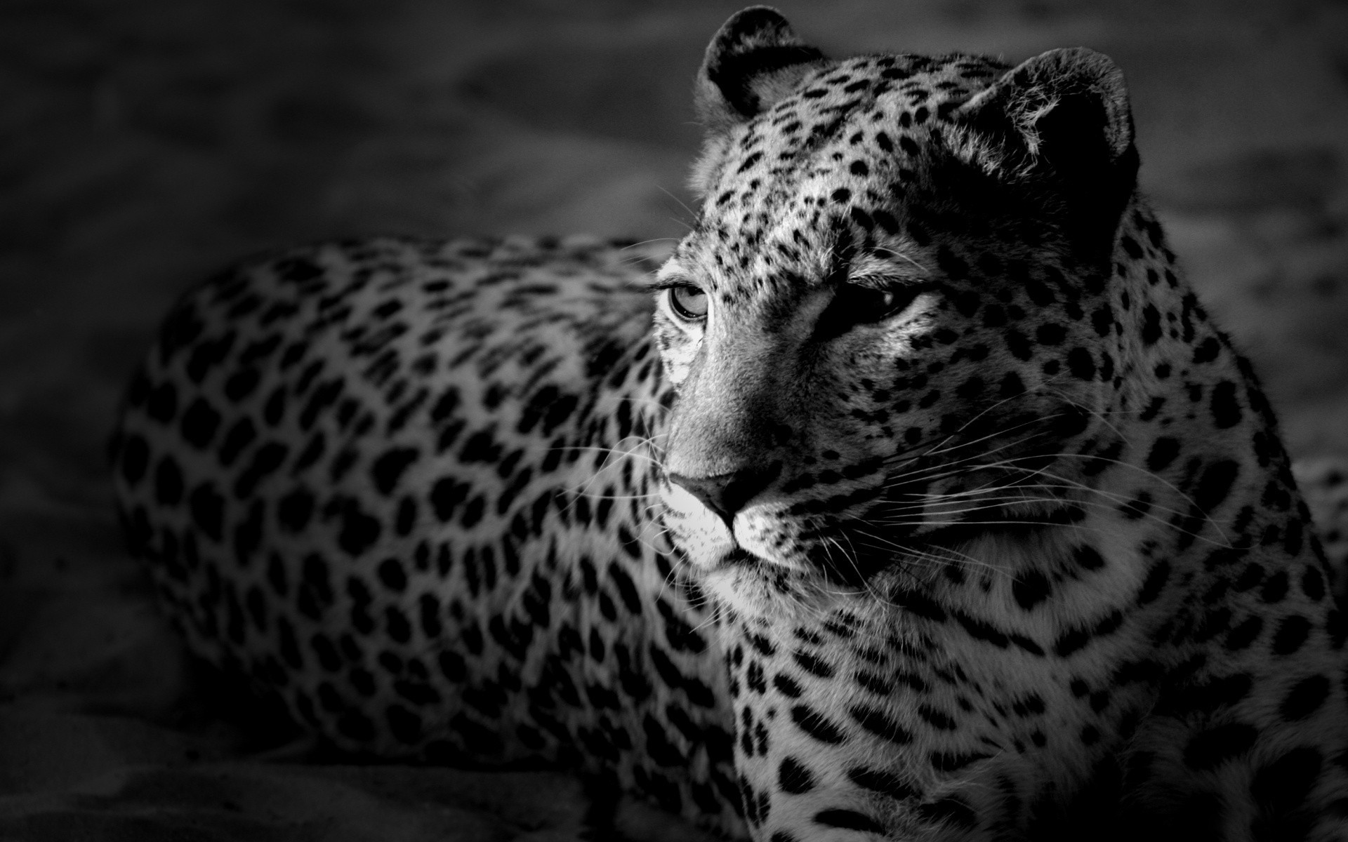 animales gato leopardo vida silvestre mamífero zoológico guepardo depredador animal cazador safari salvaje retrato naturaleza ojo