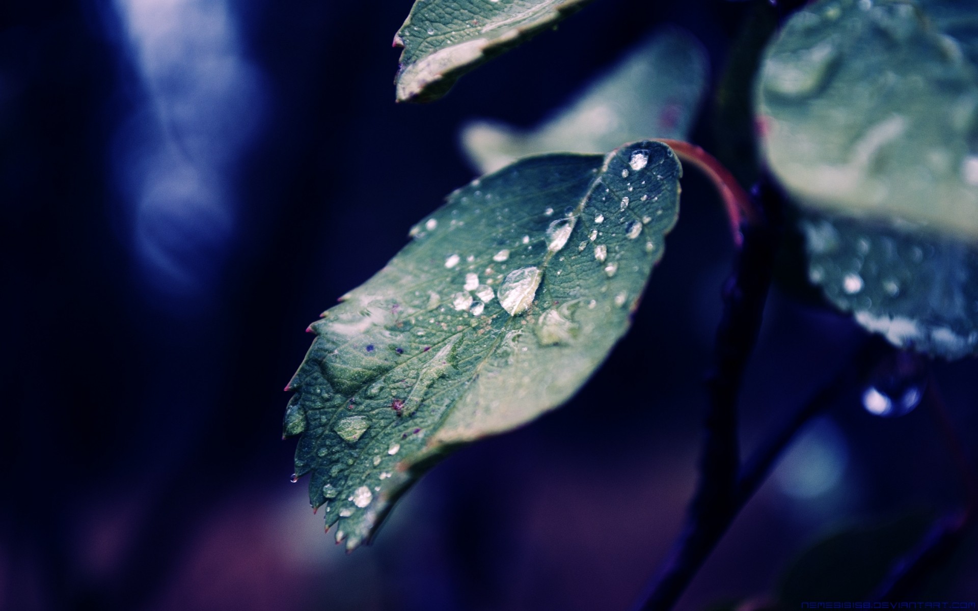 autumn rain water dew drop nature leaf wet outdoors light droplet blur summer winter dof purity flora flower water drops macro