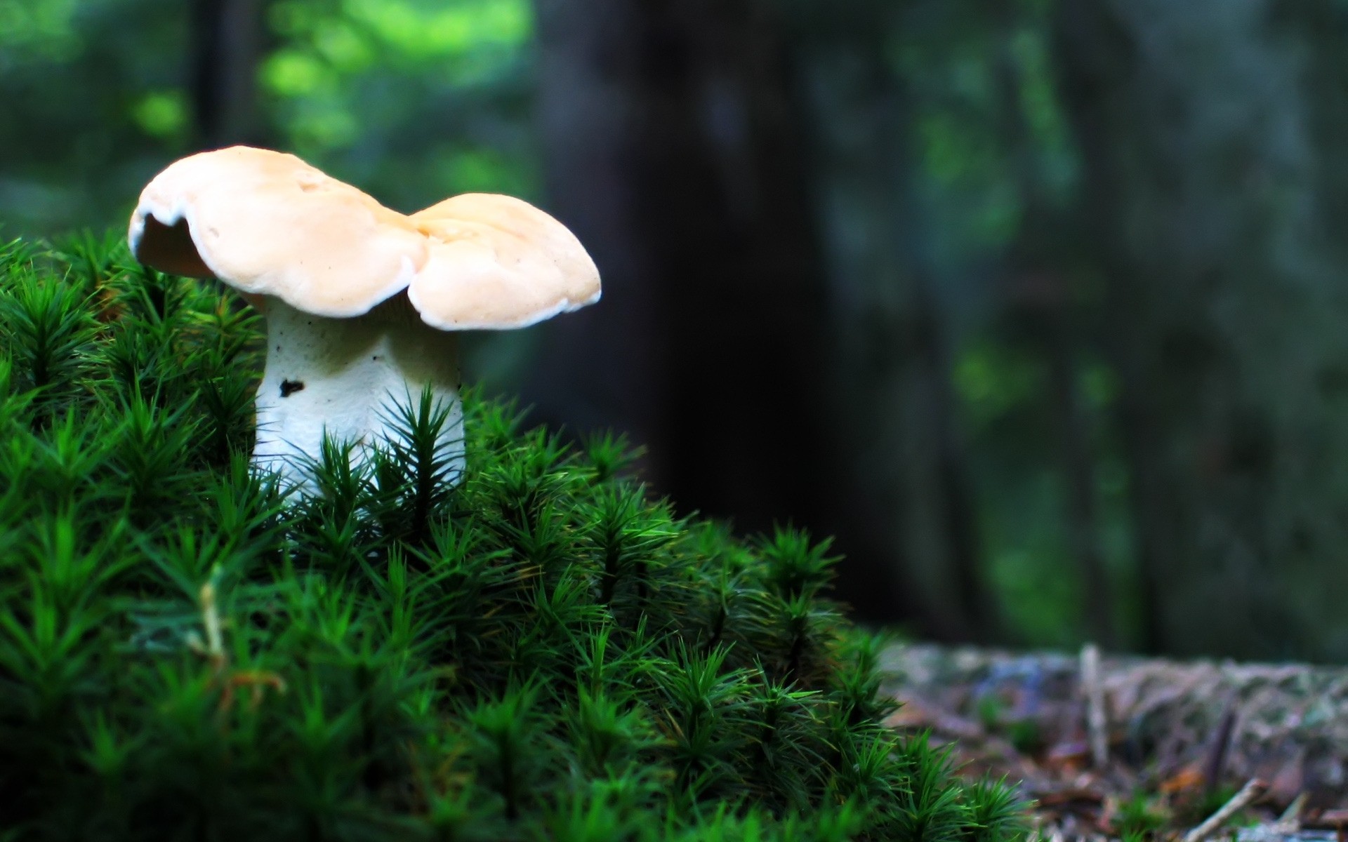 piante fungo fungo di legno autunno muschio natura erba porcospino flora foglia all aperto svasso crescita stagione albero selvatico estate copertura di colore