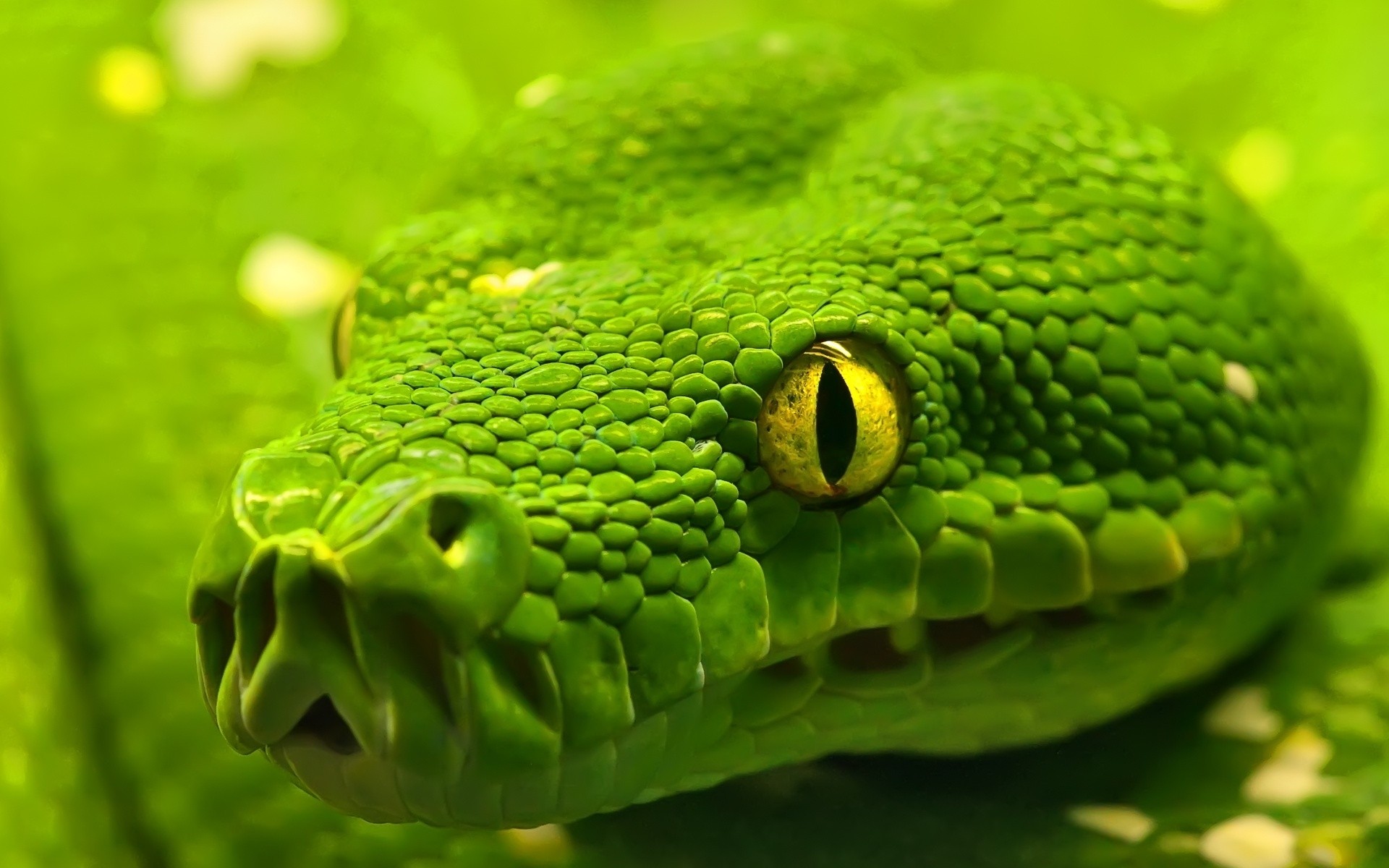 reptiles et grenouilles serpent gazebo la nature viper python la faune poison boa venin animal exotique échelle zoologie prédateur danger mortel animal de compagnie bureau glisser sauvage boa