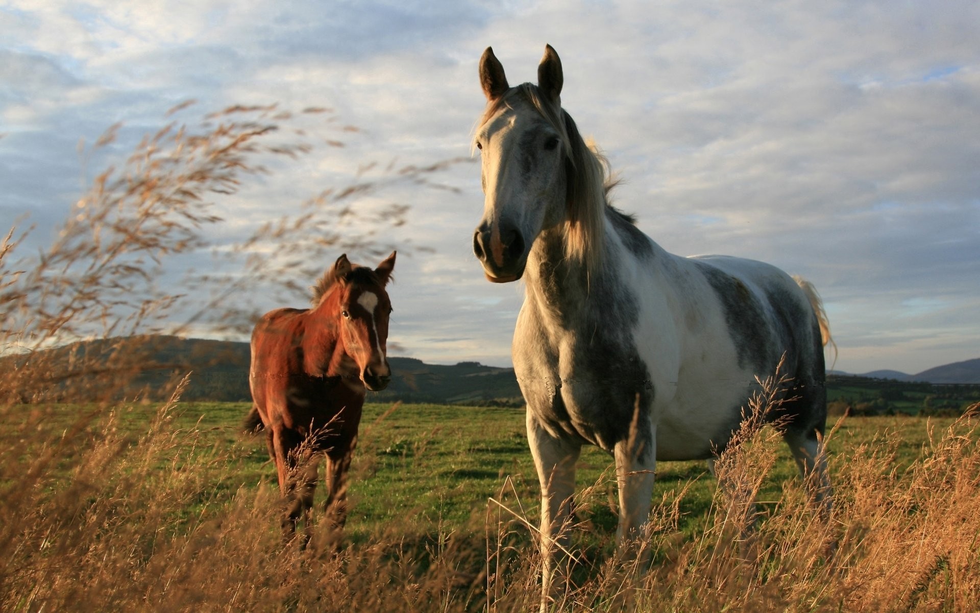 animals mammal cavalry horse mare pasture grass hayfield farm animal field stallion mane equine equestrian livestock rural agriculture grassland foal