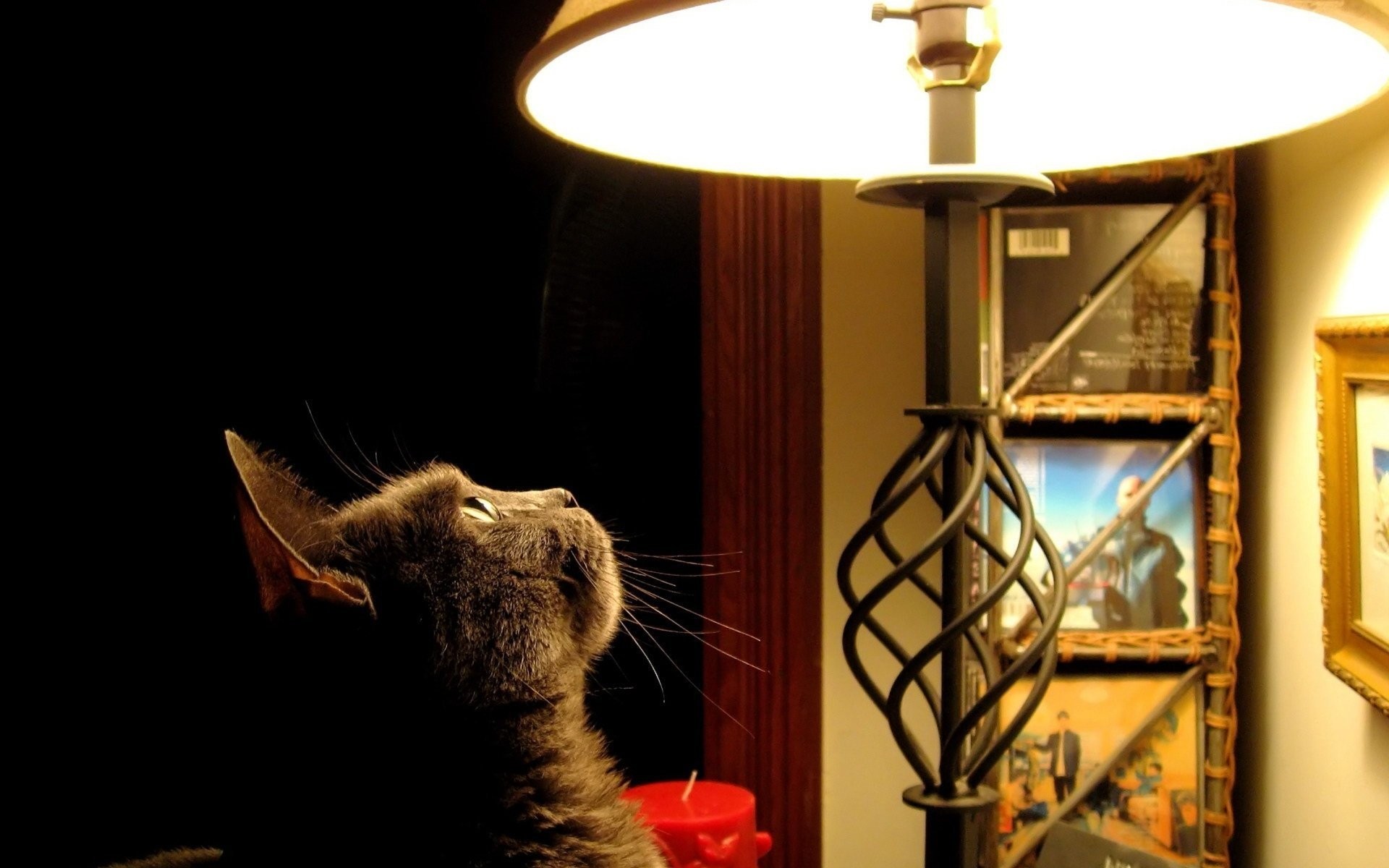 katzen lampe licht zimmer katze ein drinnen möbel kerze familie zuhause