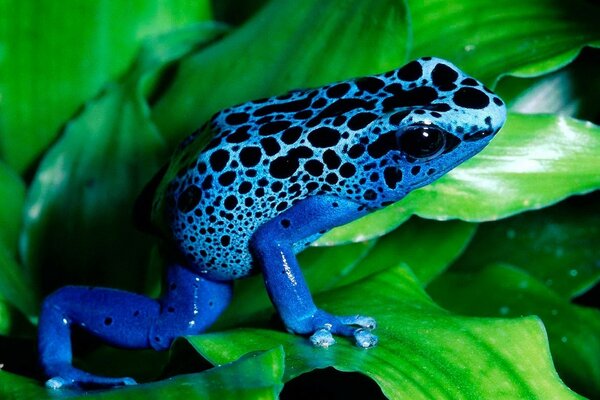 Blue frog in grass leaves