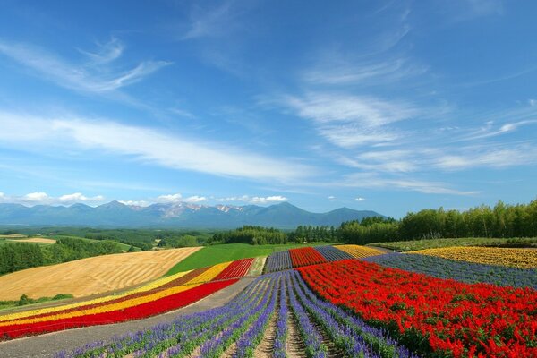 Landschaft mit hellen Blumen im Feld