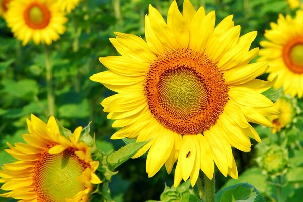 Huge yellow flowers