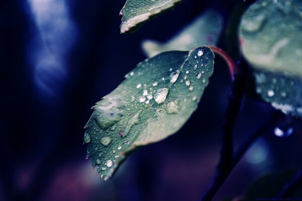 Leaf and dew drops flow