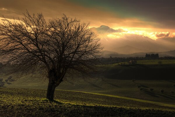 Herbstbaum bei Sonnenuntergang