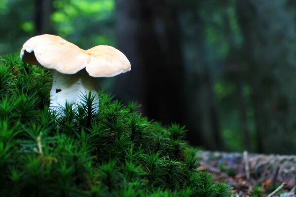 Autumn mushroom in the forest among the trees