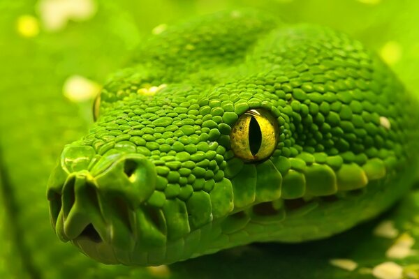 Portrait of a green angry snake