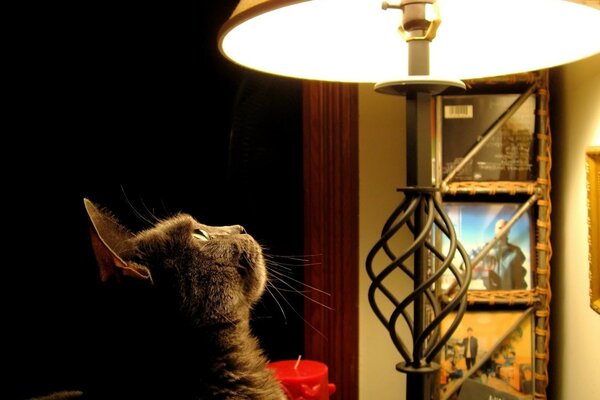 Il gatto guarda la lampada. Foto accogliente