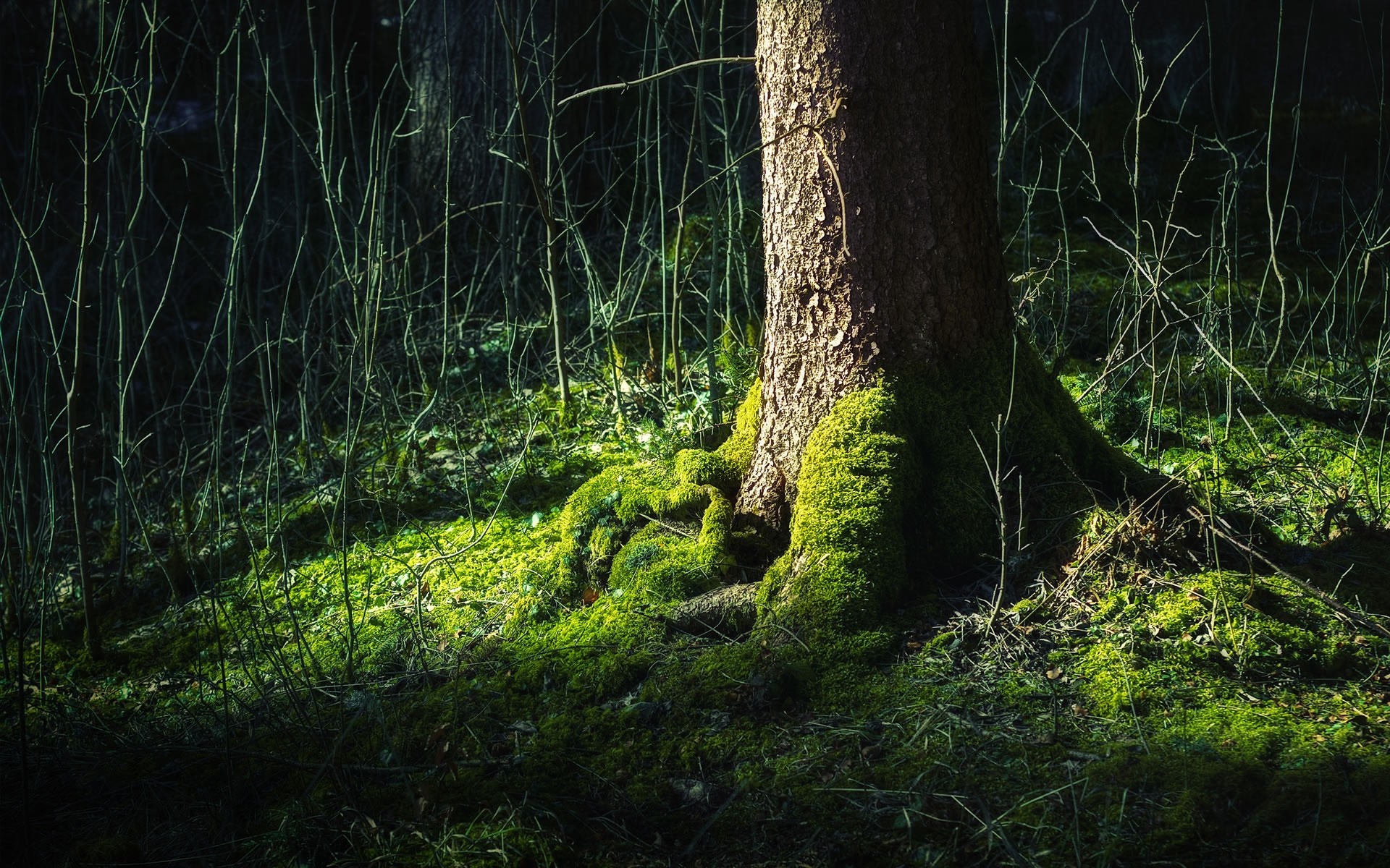 piante legno albero natura paesaggio ambiente muschio foglia all aperto flora parco luce alba foresta pluviale tronco erba pioggia foresta alberi sfondo