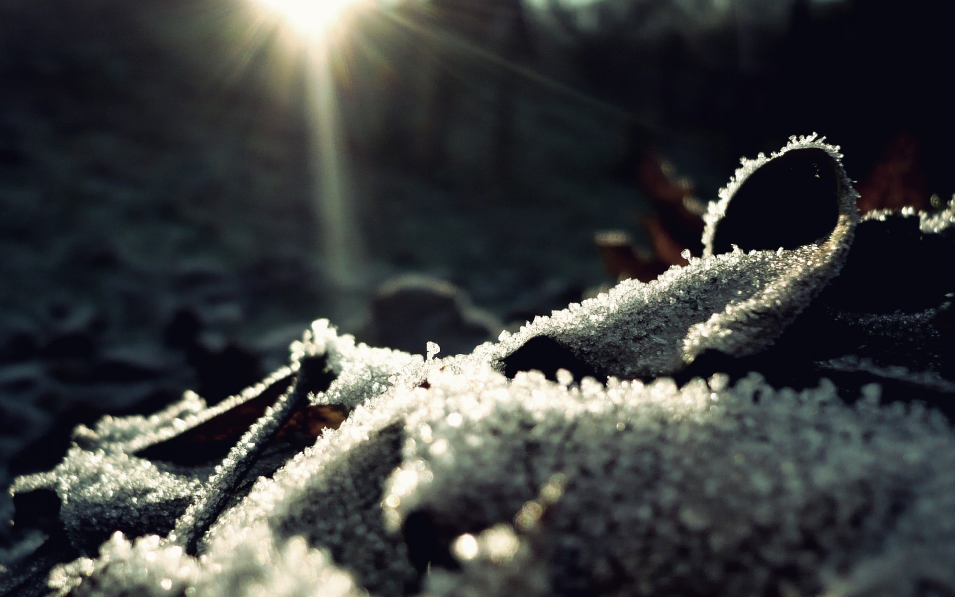 winter frost natur im freien schnee gefroren jahreszeit kälte weihnachten wasser baum wetter flora eis sonne