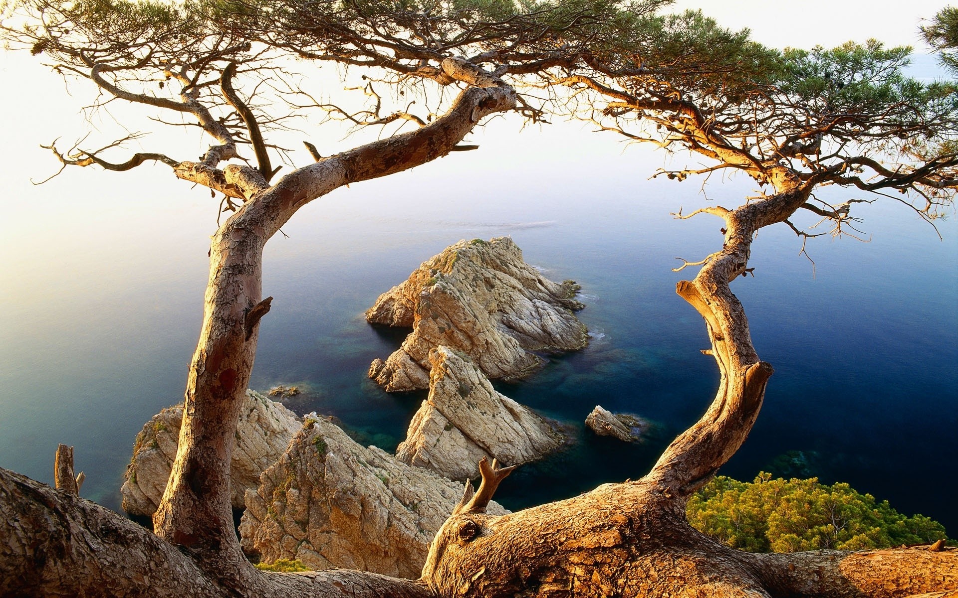 landschaft baum natur wasser landschaft holz im freien himmel reisen wurzel sonnenuntergang dämmerung umwelt park ozean meer hintergrund landschaft