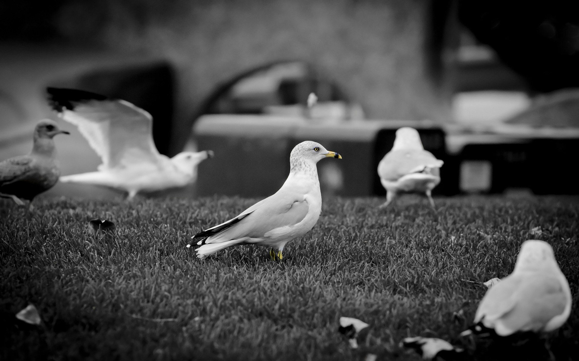 dove bird monochrome animal wedding nature one portrait wildlife animals white background