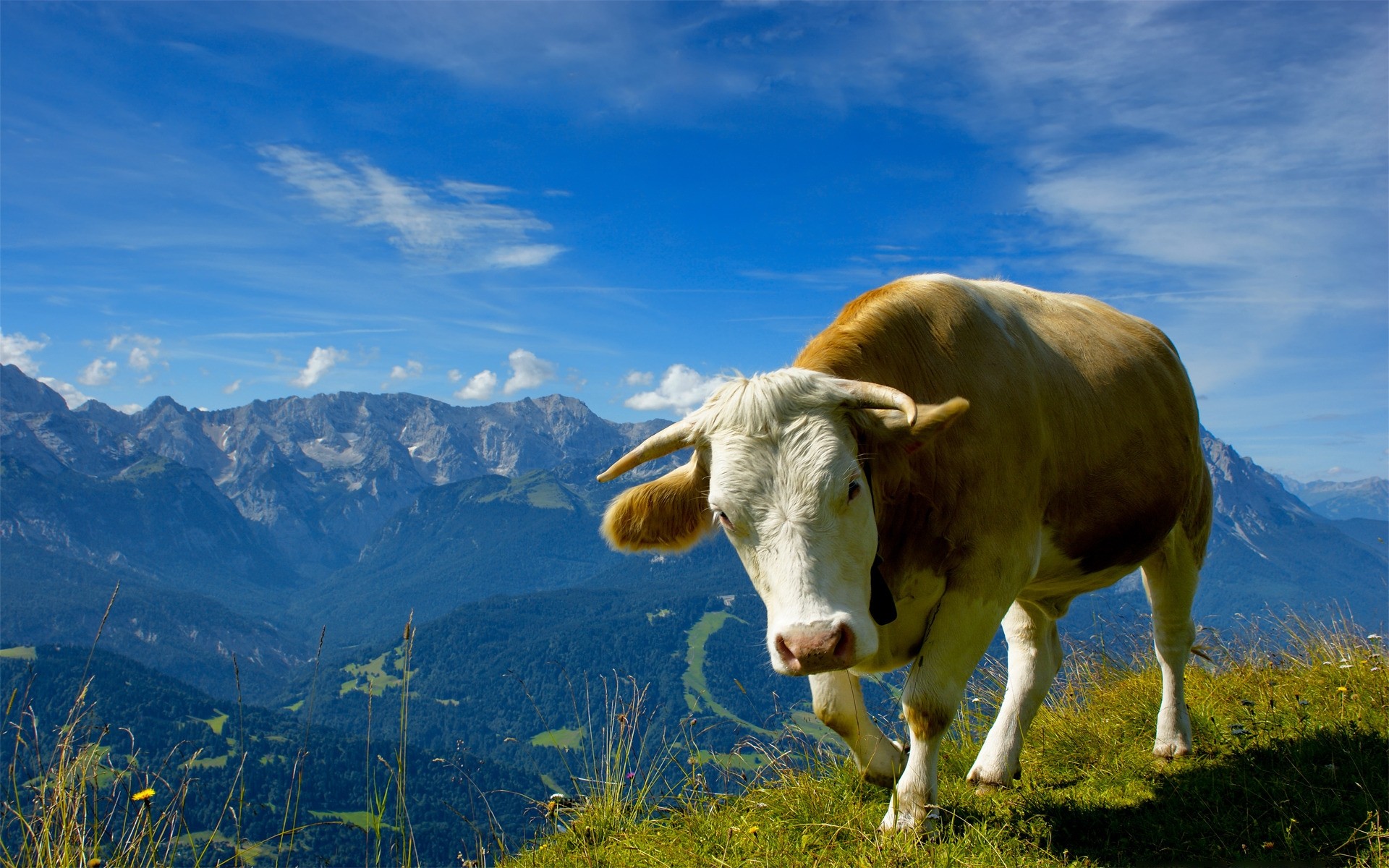 animales pasto hierba vaca paisaje agricultura heno pastizales naturaleza al aire libre granja verano leche rural cielo montañas