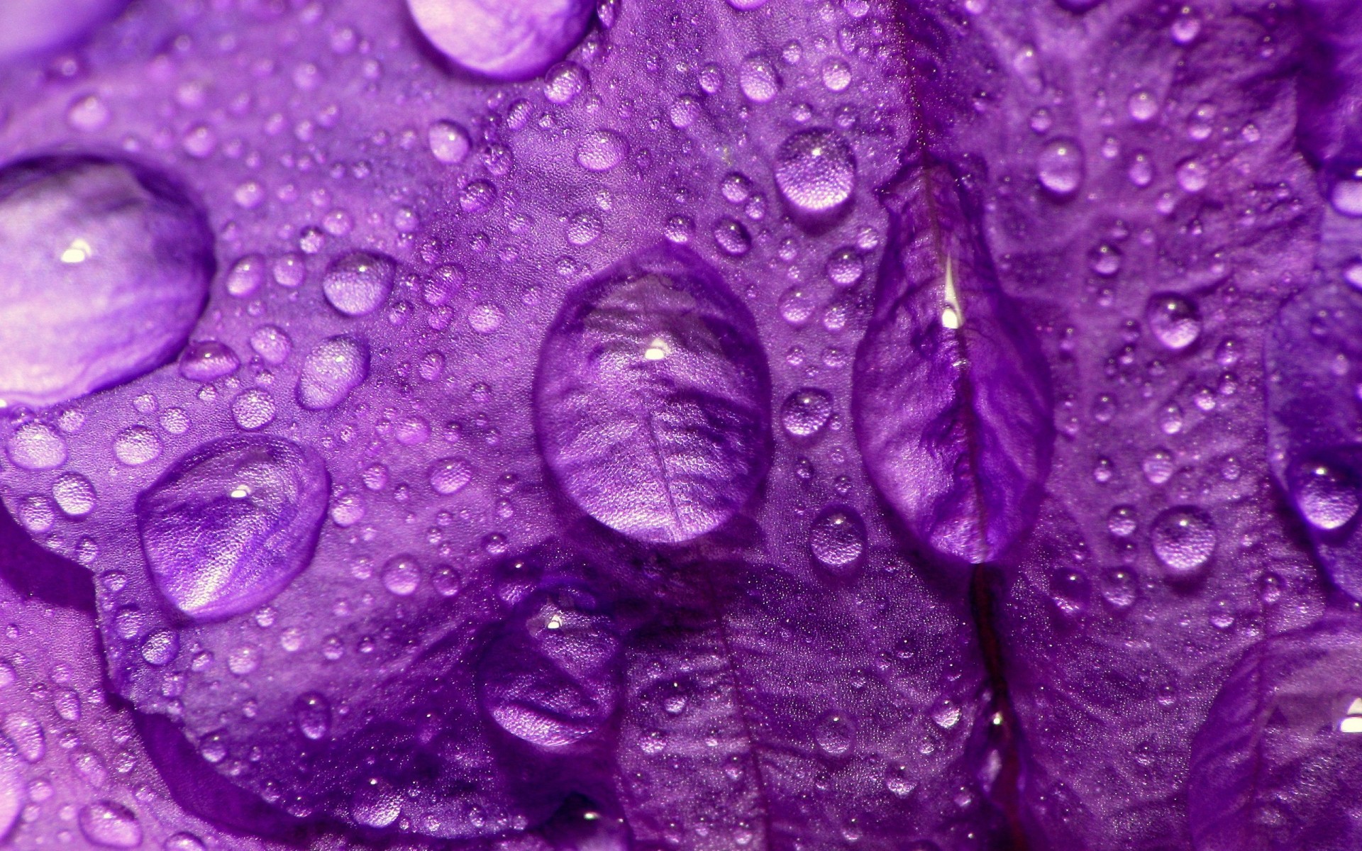 flowers dew flower nature color violet desktop flora close-up bright beautiful wet texture freshness