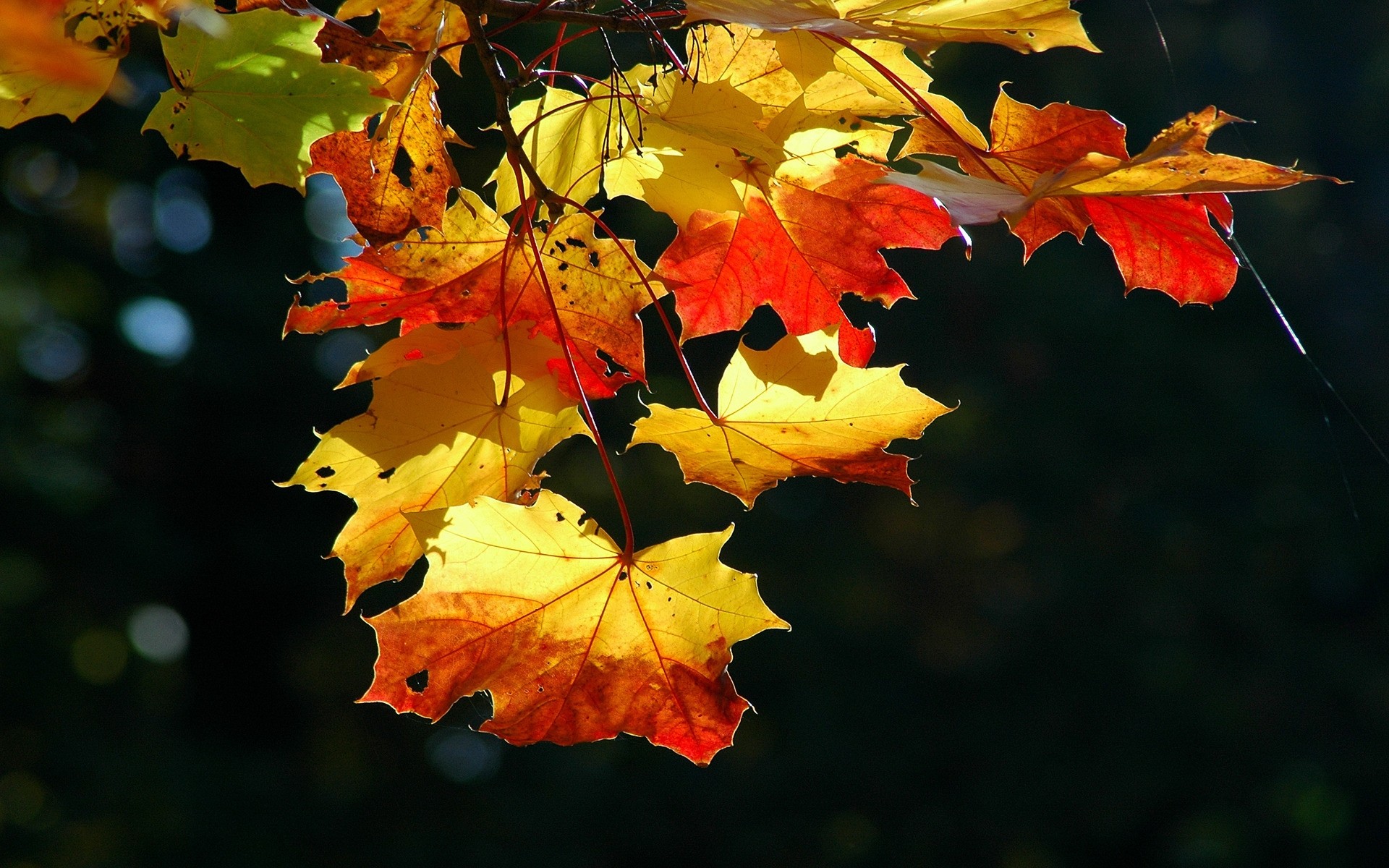 autunno foglia autunno albero natura flora maple stagione ramo di colore giardino vivid parco sfondo paesaggio