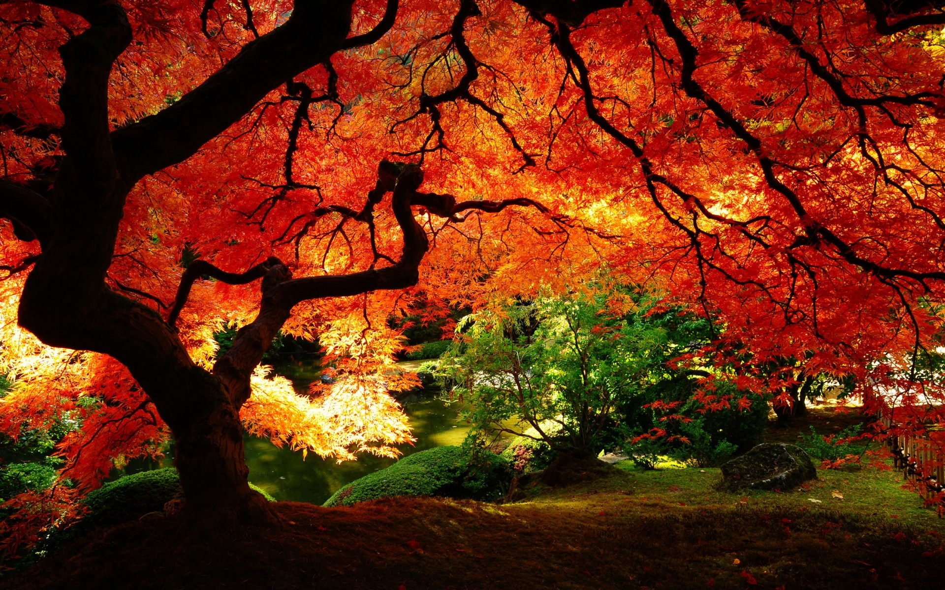 autumn fall leaf tree maple backlit park wood landscape outdoors nature dawn sun lush scenery