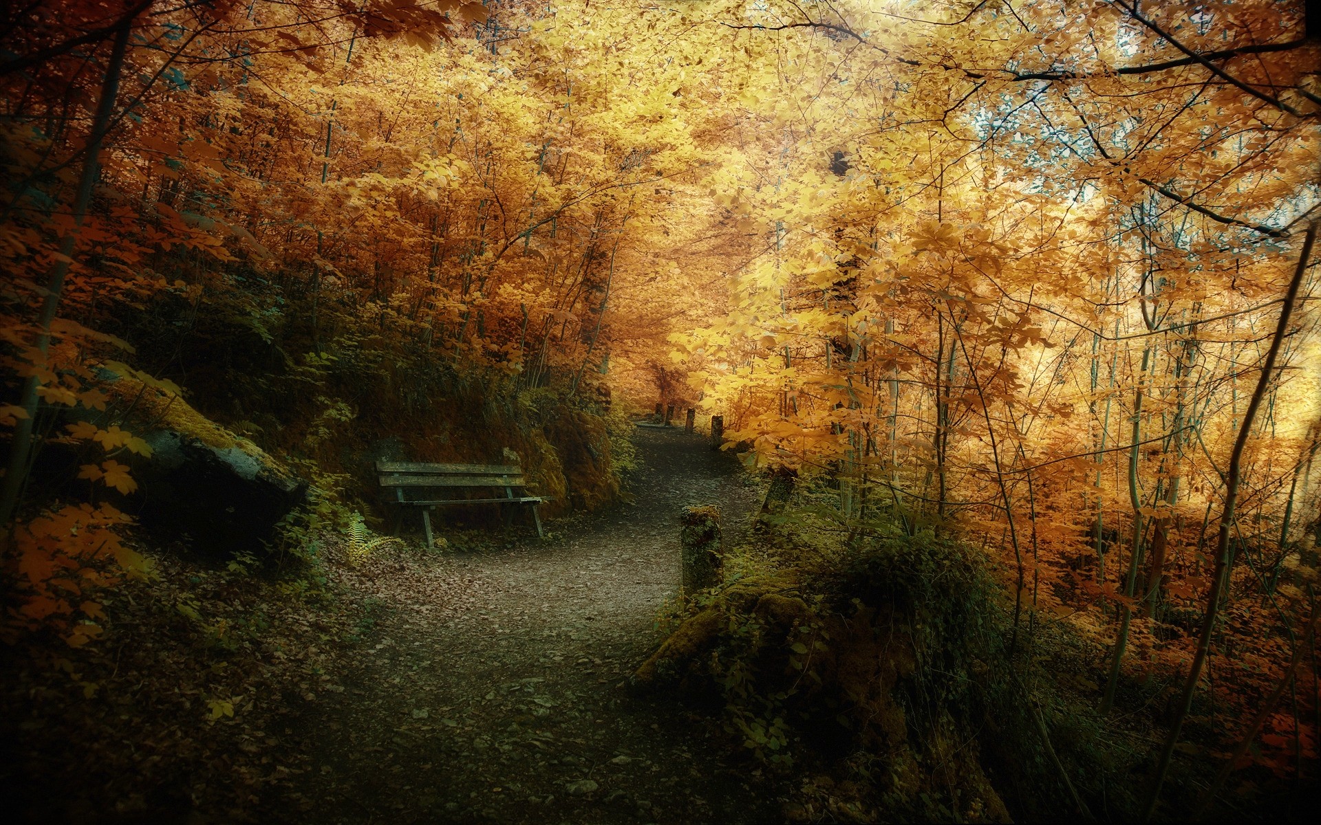 autumn fall tree wood landscape light nature park trees leafs background