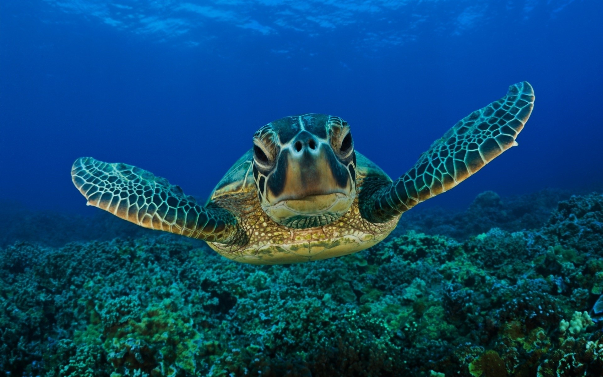 animals underwater ocean coral nature tropical sea turtle reef fish swimming wildlife snorkeling animal water marine diving scuba exotic aquatic