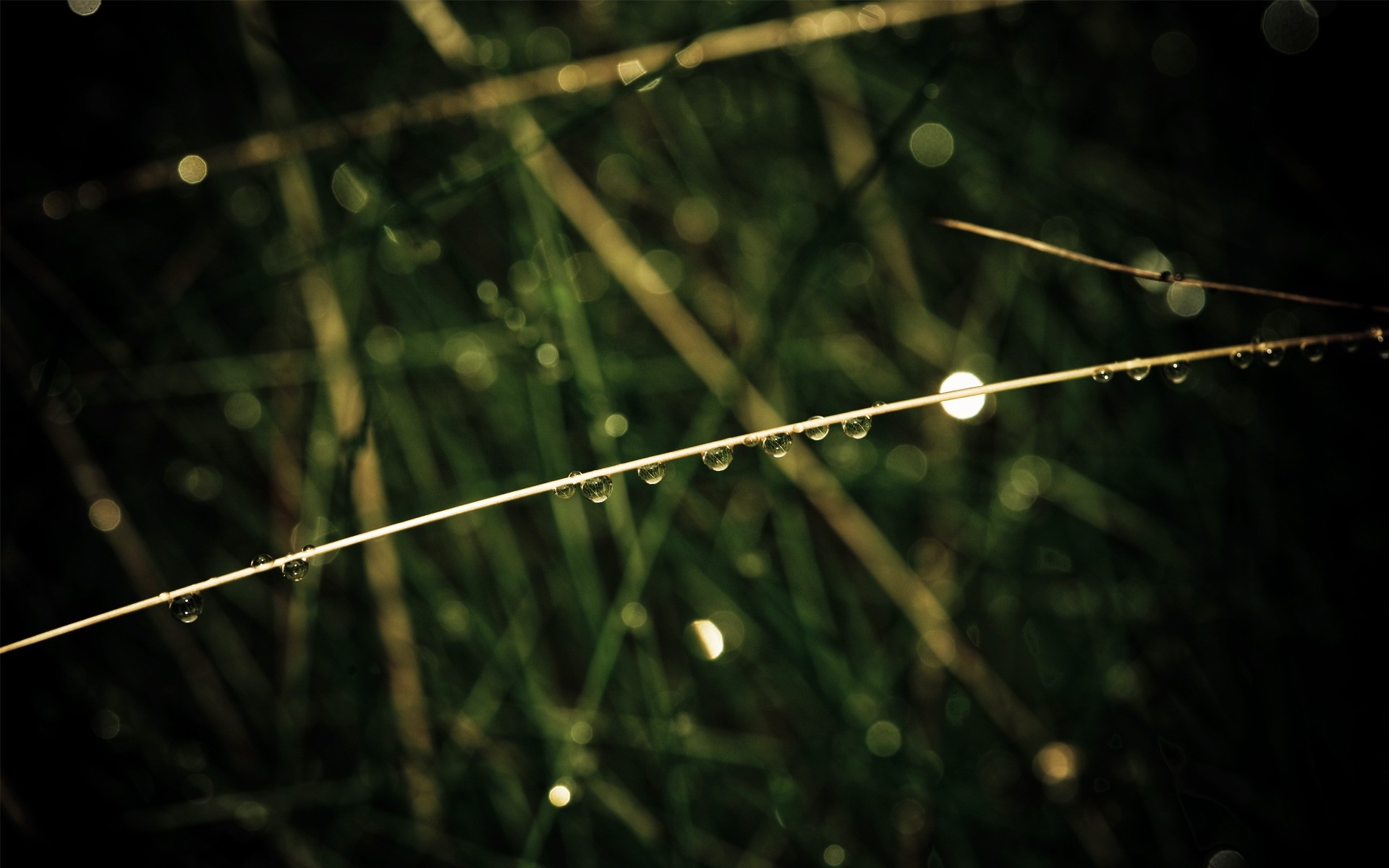 plants flora desktop nature leaf focus blur abstract color rain grass dew light texture garden