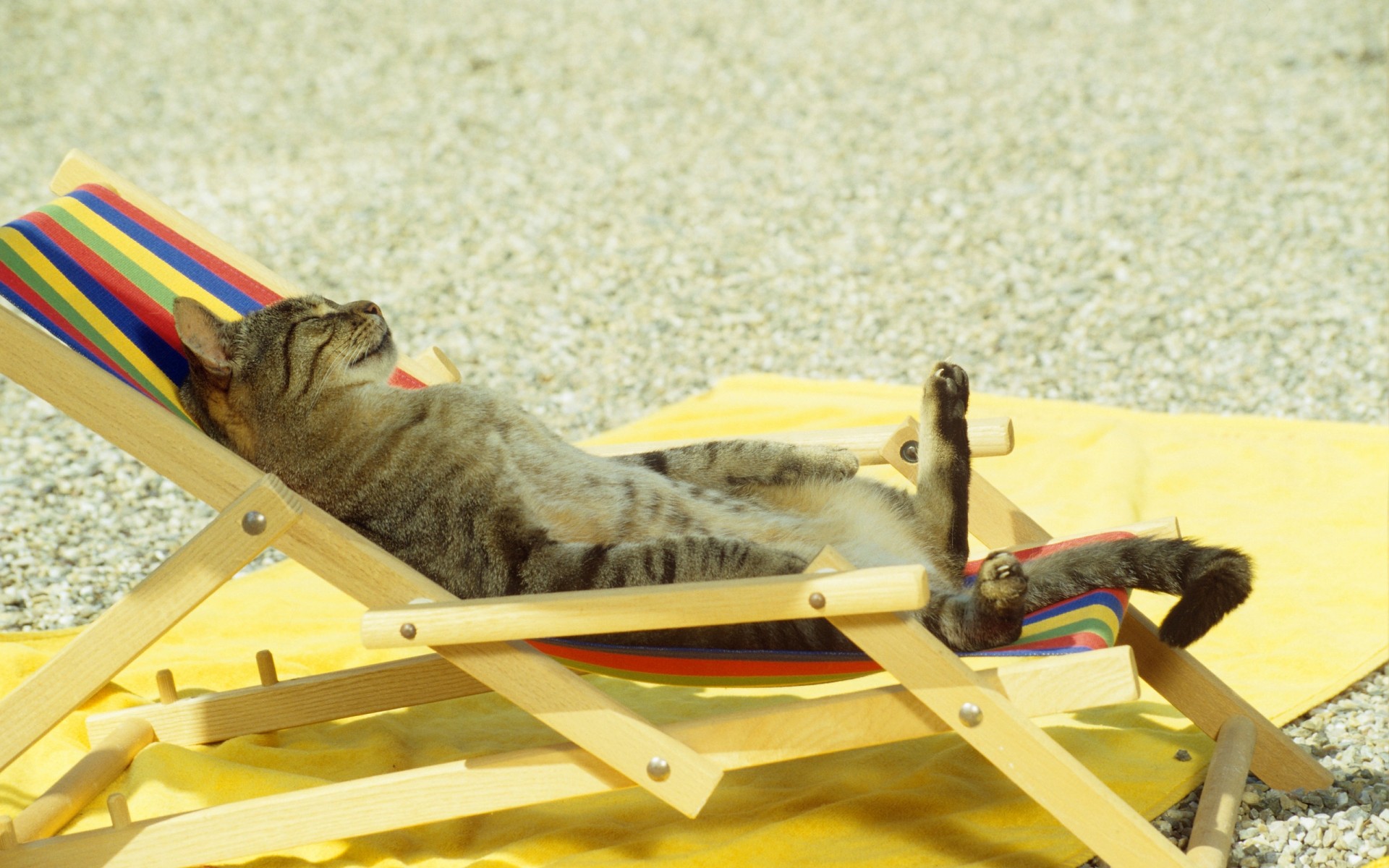 chats vacances plage jouet voyage unique été bois chat sable vacances drôle animaux fond