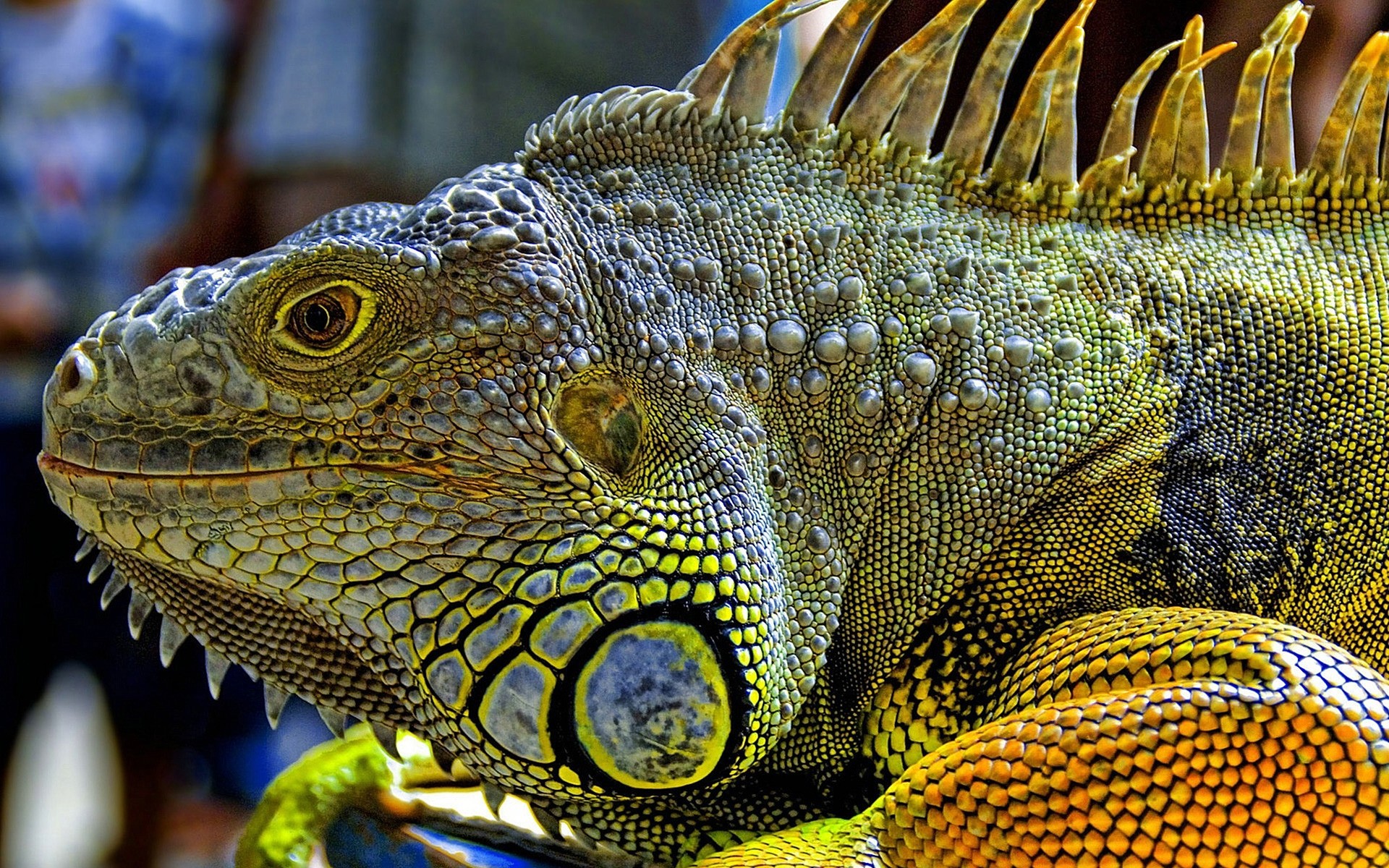 reptiles et grenouilles lézard gazebo dragon nature animal échelle la faune tropical animal de compagnie couleur caméléon sauvage exotique vertébrés pic gros plan bureau écailleux tête iguane