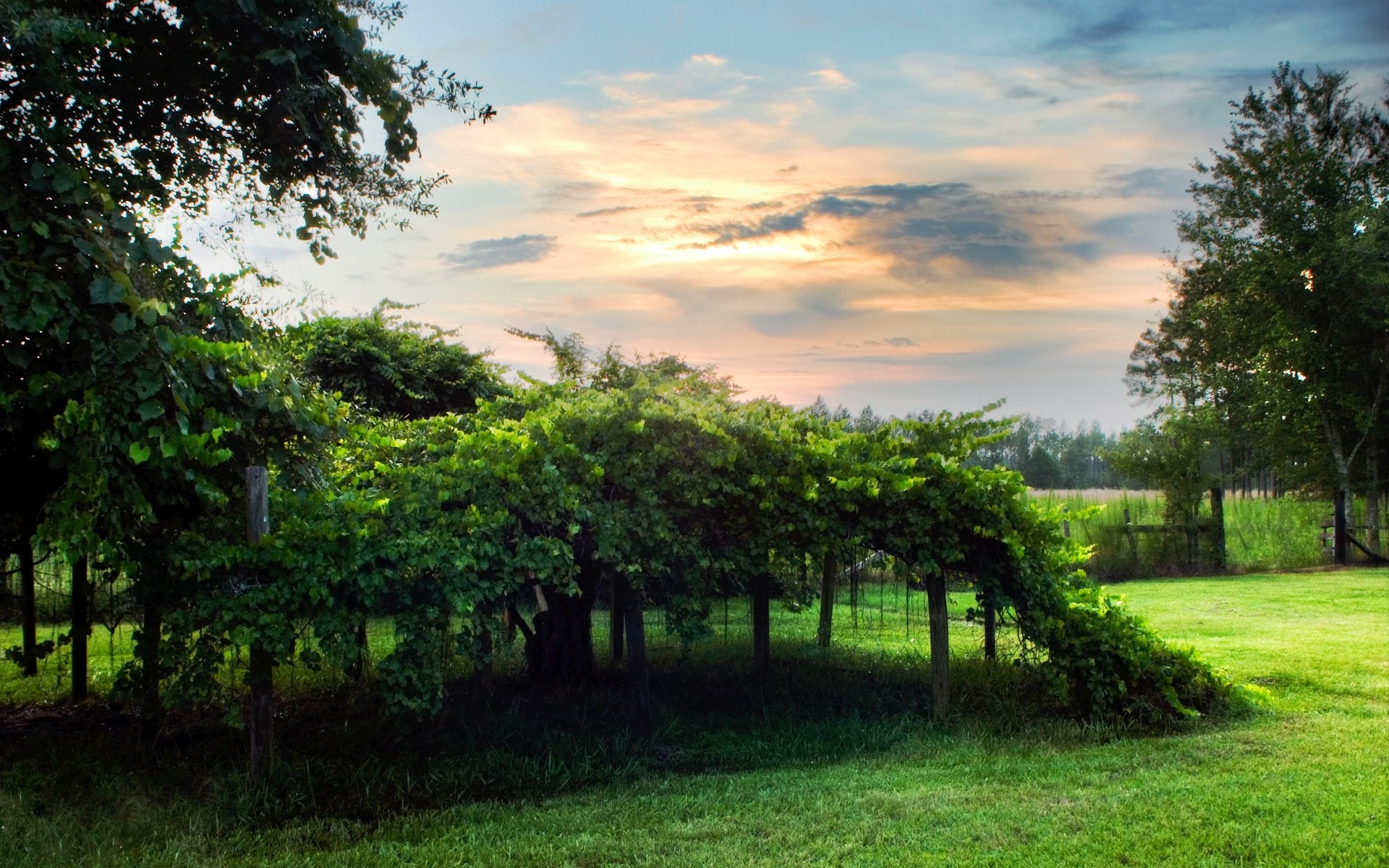 paisaje árbol naturaleza paisaje hoja jardín hierba verano madera al aire libre flora rural exuberante parque escénico césped luz primavera plantas fondo