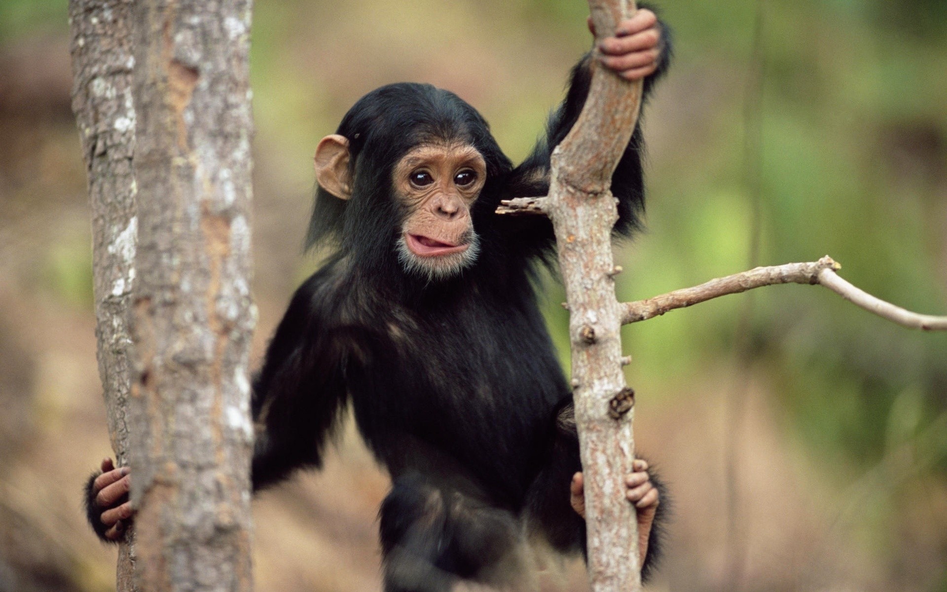 animali mammifero fauna selvatica natura primate legno scimmia giungla selvaggio albero all aperto carino ritratto rannicchiarsi animale pelliccia bambino