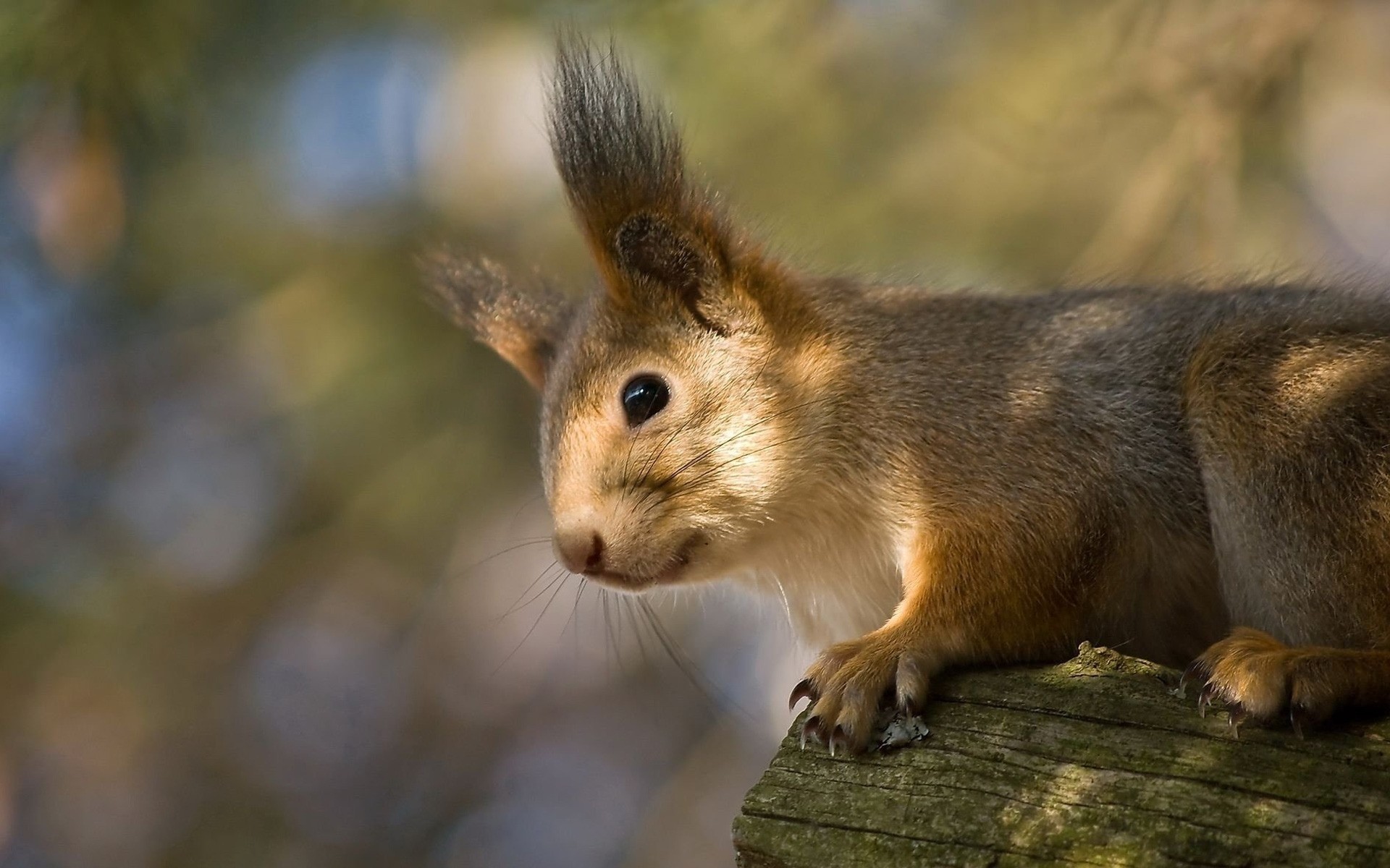 animali mammifero scoiattolo roditore sveglio fauna selvatica natura all aperto pelliccia piccolo animale occhio ritratto visualizzatore