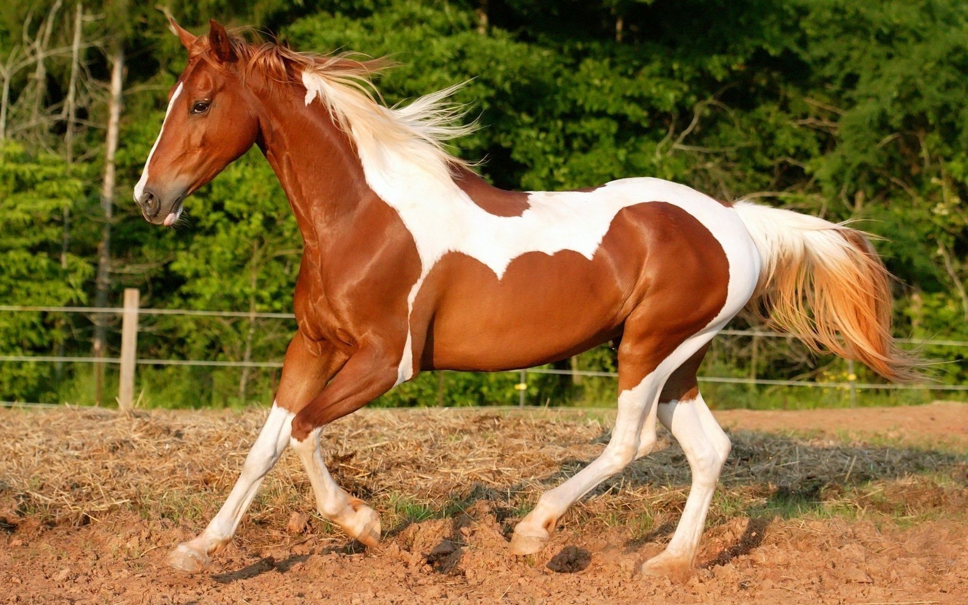 caballos caballo cría de caballos mamífero rápido semental mare mane ecuestre pura sangre hierba pony pasto caballería acción granja animal heno skoco campo corredor