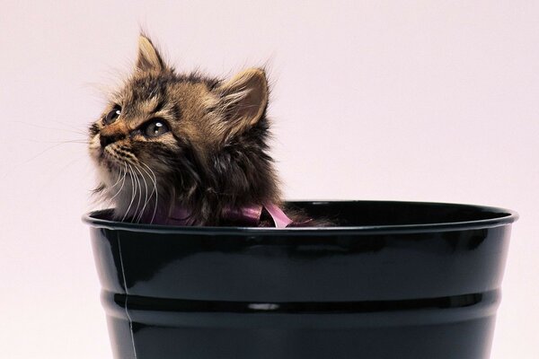 Cute kitten in a flower pot