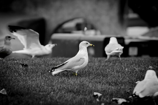 Uno stormo di piccioni in un obrabet in bianco e nero