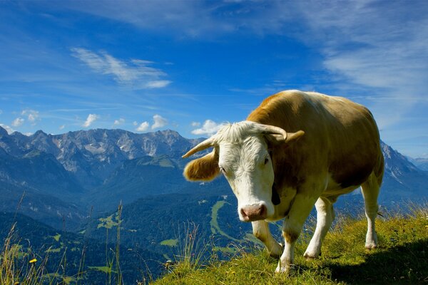 Animales. Montaña. Vaca. Paisaje