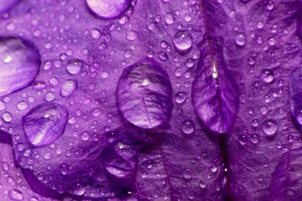 Dew on a petal. Purple petals with dew